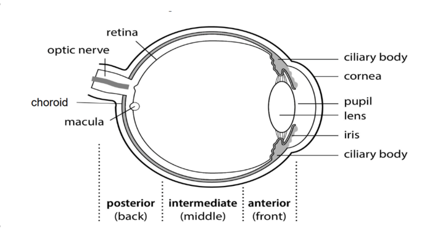 Anatomy of the eye