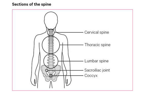 The sections of the spine consist of cervical, thoracic, lumbar spine, the sacroiliac joint and the cocyx.