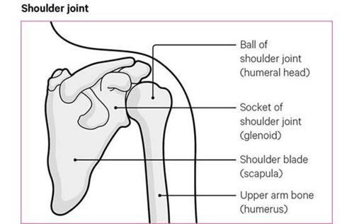 The upper arm and the main parts of a shoulder joint.