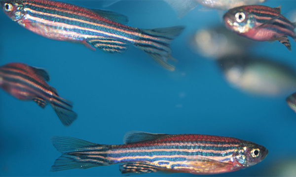 Using zebrafish in arthritis research