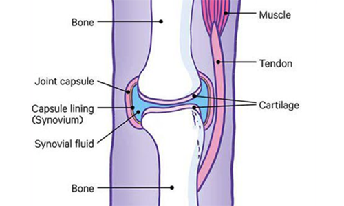 Anatomy of a healthy joint